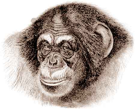 Sex and immunity�s missing link?