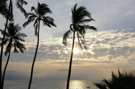 nobiz, Puerto Vallarta