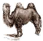 Camel